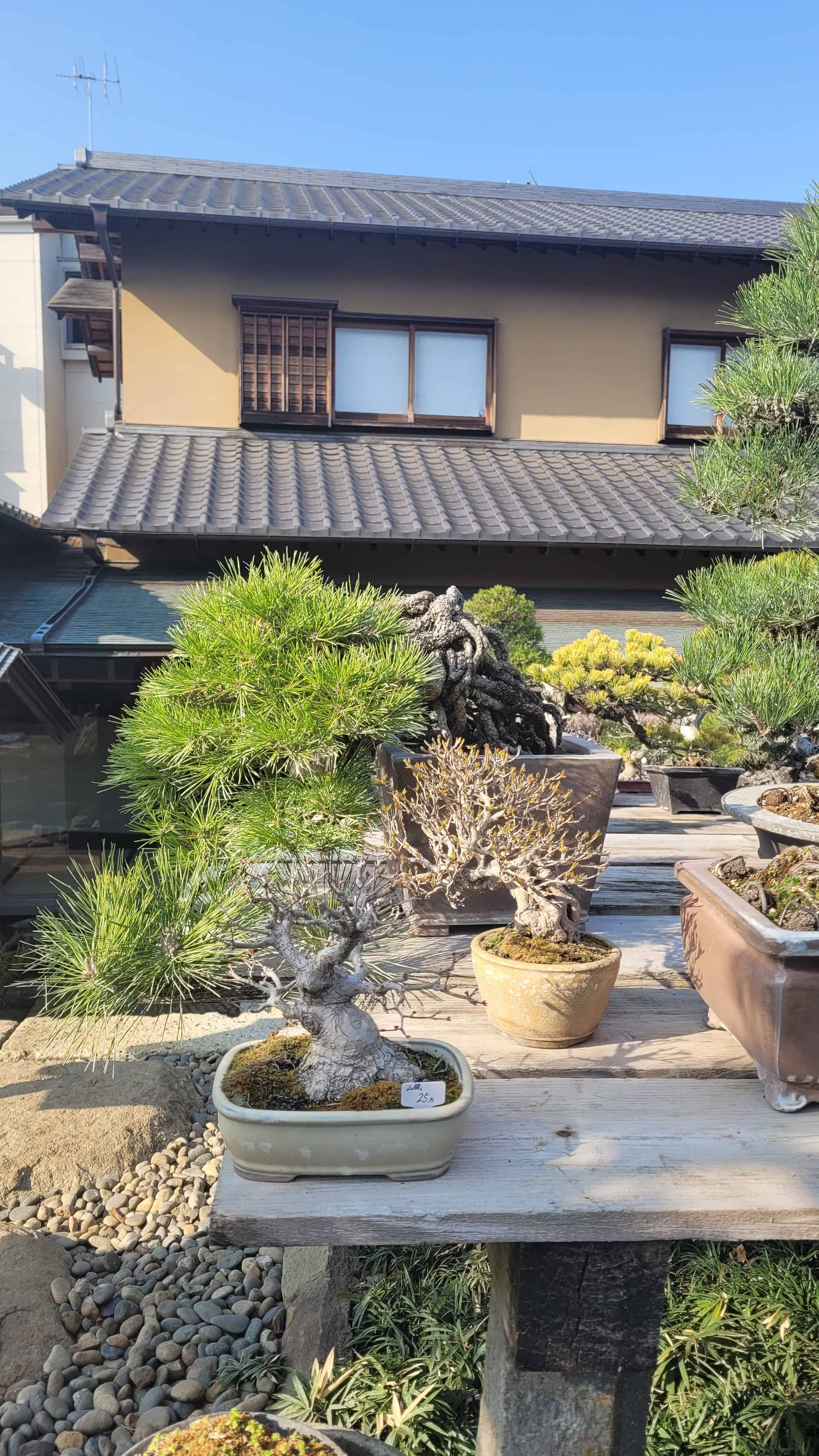 A group bonsai tree from omiya in Japan